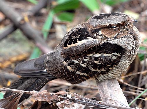 Large-tailed nightjar